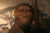 Chi era Lucy? Storia e ritrovamento dell'australopiteco più famoso del ...