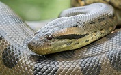 Anaconda: conoce todo sobre esta impresionante especie – Acuario Michin ...