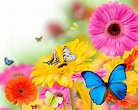 [48+] Beautiful Butterflies and Flowers Wallpapers | WallpaperSafari