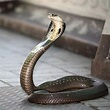 Cobra-real de 4 metros é resgatada em um vilarejo na Índia