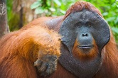 Tapanuli - A New Orangutan Species | Wild Focus Expeditions