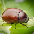How To Get Rid Of June Bugs In Your Yard - change comin