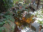 Rainforest - Small Pond Exhibit - ZooChat