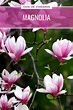 Magnolia Cuidados, cultivo y multiplicación por semillas y esquejes