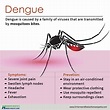 Dengue is caused by a family of viruses that are transmitted by ...