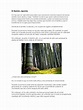 El Bambú Japonés Cuento Reflexivo | PDF