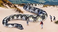 Descubre las 10 serpientes más grandes del mundo - YouTube