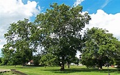 American Sycamore: A Crown Fit for a King - Venerable Trees