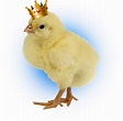 Chick God Of The Surreal Meme Protector | CHICKPEDIA Wiki | Fandom