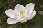 MAGNOLIA grandiflora ‘Gallisioniensis’ / Magnolia - Pépinières Français ...