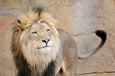 Lion Tail Stock Photos, Pictures & Royalty-Free Images - iStock