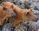 Tamworth Pig - The Livestock Conservancy