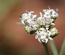 Sticky Florestina (Florestina tripteris)