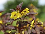 Bewimperter Felberich 'Firecracker' - Lysimachia ciliata 'Firecracker ...