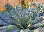 How to Grow Kale: Guide to Plant, Harvest & Use Kale ~ Homestead and Chill
