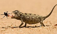 Sahara Desert Animals Information
