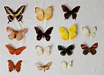 14 Mariposas Naturales Disecadas Listas Para Cuadro Hpvgm | Envío gratis