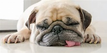 My Dog Is Lazy In The Summer – Is It Normal, What To Do & FAQ