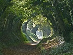 Exploring the Deep and Mysterious Holloways of Dorset - Vision Times