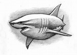 A cuddly great white shark (pencil sketch) | Shark drawing, Animal ...