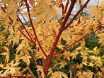 Buy Acer palmatum 'Winter Red' Coral Bark Japanese Maple – Mr Maple ...