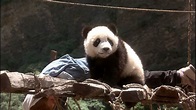 Meu Amigo Panda (The Amazing Panda Adventure) - HD - 1995 - Dublagem ...