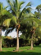 Cocos nucifera or Coconut palm is available on Green Souq Online