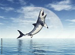 Great White Shark Jumping Stock Illustration | Adobe Stock
