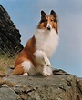 Celebrity Pets: Lassie