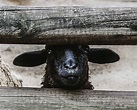 Black Sheep Wallpapers - Top Free Black Sheep Backgrounds - WallpaperAccess