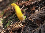 File:Banana Slug Eating.jpeg - Wikimedia Commons