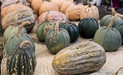 Calabazas, tamalayotas, pipianas, chilacayotes | Biodiversidad Mexicana