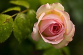 File:Pink rose flower 14.jpg