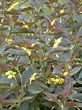 Lysimachia ciliata 'Firecracker' - The Beth Chatto Gardens