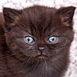 British Shorthair Cat Breed Information & Characteristics | Daily Paws