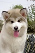 阿拉斯加雪橇犬（最古老的极地雪橇犬之一） - 搜狗百科