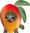 Pin on fruit cat