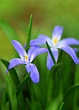 Glory of the snow - Calgary Horticultural Society