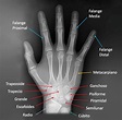 Anatomía de la mano. | Download Scientific Diagram