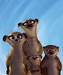 Meerkat Family | Khumba Wiki | Fandom powered by Wikia