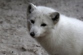 Arctic fox (Vulpes lagopus) - ZooChat