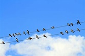 Birds on a Wire, Iterations, and Change | Kathleen Allen