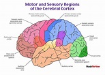 Motor and Sensory Regions of the Cerebral Cortex | Psychiatry, Nursing ...