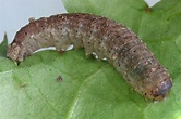 Cutworm – Cesar Australia