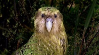 Sirocco the kakapo conservation superstar: Kakapo