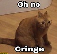 Oh no cringe shocked confused cat | StareCat.com
