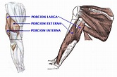 Sistema Muscular: Musculos del brazo