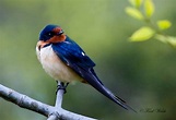 Animal Facts: Barn Swallow