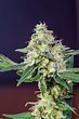 California Orange (Seedsman) :: Cannabis Strain Info