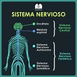 Sistema nervioso | Sistema nervioso, Anatomia del cerebro humano ...